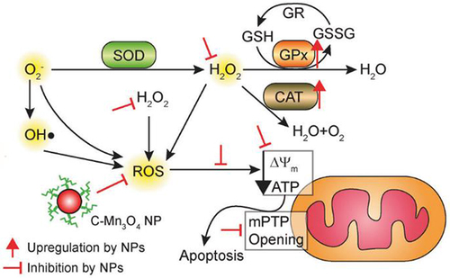 Figure 2 Schematic diagram of the pathway by which C-Mn3O4 NPs maintain redox homeostasis by counteracting H2O2 distress.