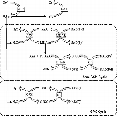 Figure 4 Biochemical pathways in the antioxidant system in plant cells.