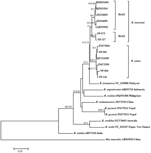 Figure 1. Maximum likelihood and Bayesian tree based on the mtDNA CytB gene sequences for two haplotypes of R. tanezumi and three haplotypes of R. rattus collected from Nepal and reference sequences of various Rattus species taken from NCBI database. Numbers at nodes are support value for the respective clades determined by the methods of ML/BI. CytB sequences of eight Rattus species (R. tiomanicus, R. argentiventer, R. exulans, R. andamanensis, R. pyctoris, R. sordidus, R. niobe and R. nitidus) and Mus musculus were used as outgroups. Detail information of haplotypes corresponding to those in figure is explained in Table 1.
