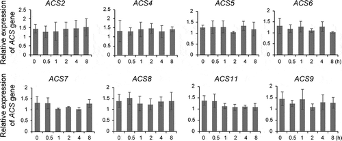 Figure 2. GR24 does not influence ACS gene expression. Quantitative RT-PCR analysis of ACS genes in wild-type seedlings treated with 5 μM GR24. Seedlings were harvested at the indicated times after GR24 treatment and used for analysis. Error bars indicate the standard deviation (SD) for three biological replicates