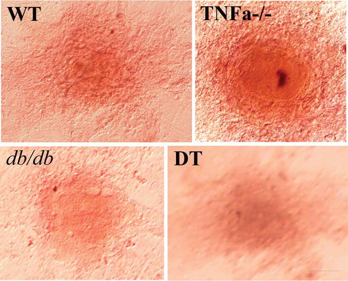 Figure 5. Mineralized deposition in the WT, TNFα-/-, db/db and DT transdifferentiated cells was detected by Alizarin Red staining. The result showed positive staining of cell structure, indicating the dedifferentiated cells can transdifferentiation to osteoblast. The bar indicates 50 μm