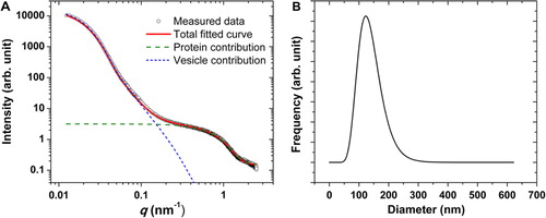 Fig. 5 (A) The measured SAXS curve of the erythrocyte EVs (circles), together with the best fitting model function (red line). The contribution from the vesicles and the plasma proteins based on the fitted function is also highlighted (blue and green lines, respectively). (B) Number distribution of the vesicle fraction corresponding to the best fitting model function.