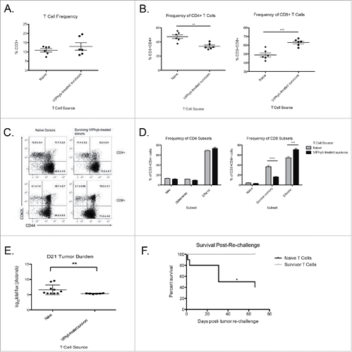 Figure 5. Adoptive transfer of T cells from VIPhyb-treated tumor survivors conferred protection to Rag1 knockout mice. Splenic T cells from VIPhyb-treated mice that survived C1498 were purified by negative selection. 5 × 106 T cells were adoptively transferred to Rag 1 knockout recipients followed by injection of 106 C1498 cells one week later. Peripheral blood samples were analyzed 14 d post-tumor inoculation for the frequencies of T cell subsets. Tumor burden was assessed 21 d post-tumor inoculation by BLI. (A) T cell frequencies in peripheral blood of tumor-bearing Rag 1 KO mice receiving naive T cells or T cells from VIPhyb-treated mice. (B) Frequencies of CD4+ and CD8+ T cells in tumor-bearing Rag 1 KO mice receiving naive T cells or T cells from VIPhyb-treated mice. (C) Flow cytometry plots showing differential expression of the markers CD44 and CD62L on peripheral blood T cells from tumor-bearing Rag 1 KO mice receiving naive T cells or T cells from VIPhyb-treated mice. (D) Quantification of T cell subsets as defined by the expression of CD44 and CD62L. (E) Comparison of tumor burden as assessed by BLI between mice receiving naive T cells and mice receiving T cells from VIPhyb-treated donors. (F) Survival of mice receiving naive T cells vs. mice receiving T cells from VIPhyb-treated donors following a second challenge of 106 tumor cells. (n = 10 naive T cells, n = 6 VIPhyb-treated T cells) *p < 0.05, **p < 0.01, ***p < 0.001 indicate significant differences between groups.