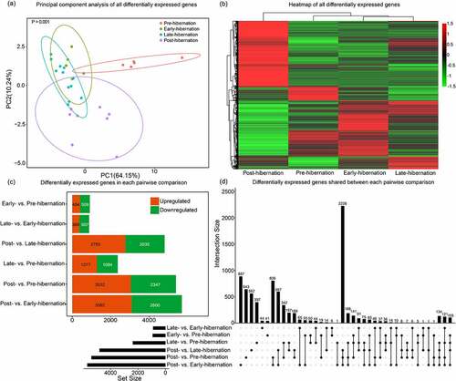 Figure 1. Differential gene-expression analyses in the wing tissues of R. ferrumequinum at different physiological stages. (a) Principal component analysis of all DEGs. Percentages of variance explained by PC1 and PC2 are provided, accounting for 64.15% and 10.24%, respectively. P-value was obtained by analysis of similarities (ANOSIM). (b) Heatmaps based on all DEGs from six pairwise comparisons of the four physiological stages. Different colours indicate relative expression levels. (c) Number of DEGs identified in each pairwise comparison. The numbers of up- and down-regulated genes are labelled alongside the bar. (d) Upper plot shows the number of DEGs shared between each pairwise comparison.