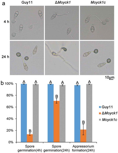 Figure 4. MoYck1 is responsible for conidial germination and appressorium formation. (a). Conidial germination was observed at 4 and 24 hours post incubation on the hydrophobic surface. (b). Ratios of germination and appressorium formation were counted. The data with the same characters indicate no significant differences (Duncan’s test, P < 0.01).