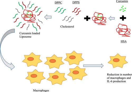 Figure 2. Pictorial depiction of curcumin-liposome system playing role in reduction in number of macrophages. HAS; (human serum albumin), DPPC; (1, 2-dipalmitoyl-sn-glycero-3-phosphocholine), DPPS; (1, 2-dipalmitoyl-sn-glycero-3-phospho-L-serine).