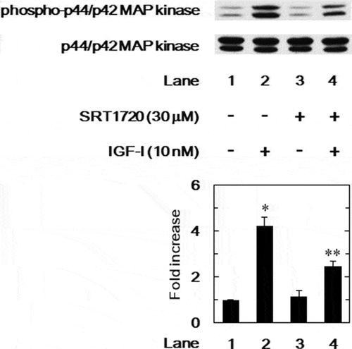 Figure 8. Effect of SRT1720 on the IGF-I-induced phosphorylation of p44/p42 MAP kinase in MC3T3-E1 cells