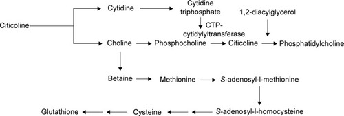 Figure 2 Citicoline’s metabolic pathways.