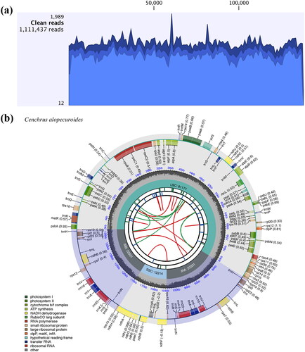 Figure 2. The chloroplast genome coverage depth and map of Cenchrus alopecuroides. (a) The mapped read depth of Cenchrus alopecuroides chloroplast genome. (b) The chloroplast genome map of Cenchrus alopecuroides. The map contains six circles. From the center to outward, the first circle shows the distributed repeats connected with red (forward) and green (reverse) arcs. The second circle shows the tandem repeats as short bars. The third circle shows the microsatellite sequences marked with short bars. The fourth circle shows the size of the LSC, SSC, and IRs. The fifth circle shows the GC contents along the plastome. The sixth circle shows the genes having different colors based on their functional groups. Genes shown outside the circle are transcribed clockwise, and those inside counter-clockwise.