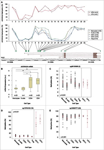 Figure 2. ADORA2A methylation and A2aR mRNA expression in leucocyte subtypes. A) Mean methylation of CD8+ T, CD4+ T, Treg, B cells, and monocytes as well as HPV-positive and HPV-negative cell lines at different loci within ADORA2A targeted by beads from the Infinium HumanMethylation450 BeadChip. B) A2aR mRNA expression in monocytes, B, CD4+, and CD8+ T cells. Asteriks imply a significant difference between two groups (*: p°<°0.05, **: p°<°0.001). C-E) Exemplarily illustrated methylation levels at three different loci within ADORA2A in monocytes, CD8+ T, CD4+ T, Treg, B cells, and HPV-positive and HPV-negative cell lines. Mean values and 95% confidence intervals are given (depicted in red).