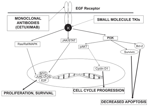 Figure 1 EGFR signaling pathway. The figure depicts the downstream pathways following activation of the EGF receptor. Binding of a ligand to the receptor activates the tyrosine kinase (K) which then activates the downstream signaling pathways that eventually lead to increased proliferation, cell cycle progression and decreased apoptosis. Solid arrows indicate stimulation, while dashed arrows indicate suppression. Sites of action of the tyrosine kinase inhibitors (TKIs) and monoclonal antibodies are also shown.