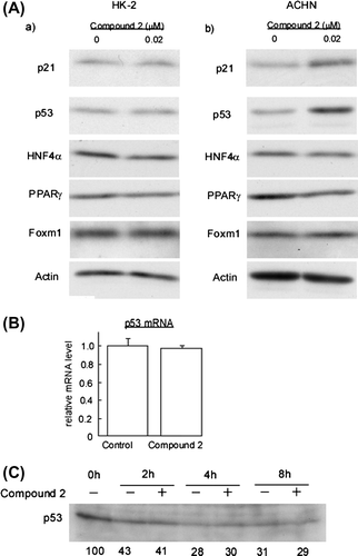 Fig. 6. Compound 2 upregulates p53 protein in ACHN Cells.Notes: (A) HK-2 and ACHN cells were seeded at a density of 8.0 × 104 cells/35-mm dish. After 24 h, cells were treated with 0.02 μM for 72 h. Then cell extracts were prepared and immunoblotting analyses were performed to detect p21/Cip1, p53, HNF4α, PPARγ, and Foxm1. (B) ACHN cells were subjected to the 2 treatment as described in (A). Total RNA was extracted and quantification of p53 mRNA was performed as described in Materials and methods. Data are presented as the mean values ± SEM of three experiments performed in triplicate. (C) ACHN cells were seeded at a density of 2.0 × 105 cells/60-mm dish. After 24 h, 10 μg/ml cycloheximide was added to the culture and further incubated for the indicated times in the presence or absence of 0.02 μM 2. Then cell extracts were prepared and immunoblotting analyses were performed to detect.