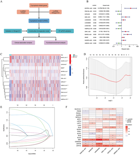 Figure 1 Predictive modeling of Cupropsisi-related lncRNAs. (A) Experimental flow chart. (B) Cupropsisi-related lncRNAs associated with survival. (C) Expression of Cupropsisi-related lncRNAs associated with survival in tumor tissue versus normal tissue. (D-E) The predictive modeling of Cupropsisi-related lncRNAs was constructed via lasso regression. (F) Association of Cupropsisi-related lncRNAs with Cupropsisi-related genes. *P < 0.05, **P < 0.01, ***P <0.001.