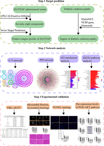 Figure 1 A schematic representation shows the outlines on studying the potential molecular mechanisms of action of Zuogui Jiangtang Shuxin formula (ZGJTSXF). The main active compounds of ZGJTSXF were identified by UPLC-Q-Exactive-Orbitrap-MS analysis of medicated rat serum. The potential targets for ZGJTSXF in treating DCM were also identified through analysis of multiple databases. The common targets were subjected to in silicon network pharmacology (C-T network and PPI network) analysis and pathway enrichment analysis. The mouse DCM model was established to experimentally validate the predicted targets and pathways through multiple cellular and molecular approaches.
