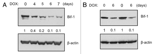 Figure 1. Establishment of doxycycline-inducible Bif-1 knockdown cell lines. (A) LM2-pTRIPz-shBif-1 and (B) MDA-MB-231-pTRIPz-shBif-1 cells were cultured in the presence of 1 μg/ml doxycycline (to induce shBif-1 expression) for the indicated number of days, harvested and subjected to western blot analysis. The immunoblotting results of Bif-1 were quantified by densitometry, normalized to β-actin and presented relative to the control.