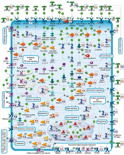 Figure 3. A comprehensive picture showing deregulated genes and pathways linked to Igf1 and Pacap rescue of apoptotic CGNs. This figure, illustrates the gene expression profiles and the 14 KEGG pathways that are mainly involved in Igf1 and Pacap neuroprotection of apoptotic CGNs. Each encoded protein is labeled with two thermometers that indicate gene expression ratios under the following experimental conditions: K5+Igf1/K5 (first thermometer) and K5+Pacap/K5 (second thermometer). More specifically, downward thermometers have a blue color and reflect down-regulated expression, whereas upward thermometers have a red color and reflect up-regulated expression following Igf1 or Pacap treatment. Several of the deregulated genes encode drug targets for known pharmacological compounds (indicated by ‘R’ in a small green rhombus). Some of the drug targets discussed in the manuscript are highlighted by a gray circle.