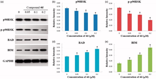 Figure 8. (a) Western blotting analysis of the levels of p90RSK, p-p90RSK, BAD, and BIM expression in HeLa cells treated by compound 4d (0, 0.05, 0.1, and 0.2 μM) for 48 h; (b) The expression level of p90RSK in HeLa cells. *p < .01; (c) The expression level of p-p90RSK in HeLa cells. *p < .001; (d) The expression level of BAD in HeLa cells. *p < .001; (e) The expression level of BIM in HeLa cells. *p < .001.