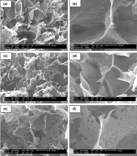 Figure 2. SEM images of cryogels: cryoNIPA80 at (a) 500° and (b) 2000°, cryoNIPA60 at (c) 500× and (d) 2000×, and cryoNIPA40 at (e) 500× and (f) 2000×.