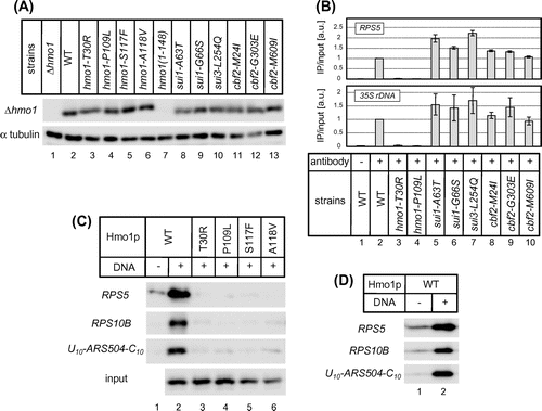 Fig. 3. The effects of the hmo1, sui1, sui3, and cbf2 mutations on the expression level of the Hmo1 protein.Notes: (A) Immunoblot analyses of Hmo1 protein levels in wild-type and hmo1/sui1/sui3/cbf2 mutant cells. Whole cell extracts prepared from mid-log phase cells grown at 30 °C in YPD media were electrophoresed through an SDS-polyacrylamide gel and then transferred to a nitrocellulose membrane. Hmo1 proteins were detected using an anti-Hmo1 antibody. As the loading control, α tubulin was detected using an anti-α tubulin antibody (abcam). (B) ChIP analyses of the ability of Hmo1 to bind to its target promoters (RPS5 and 35s rDNA) in vivo. The strains used in A were cultivated to mid-log phase at 30 °C in SD medium lacking Trp. Cross-linked chromatin was then prepared and immunoprecipitated with an anti-Hmo1 antibody (0.1 μg) and Dynabeads Protein G (lanes 2–10). As a negative control, precipitation of whole cell extracts of wild-type cells was performed without antibody (lane 1). a.u., arbitrary unit. (C) Binding of wild-type and mutant Hmo1 proteins to DNA in vitro, as determined by an immobilized template assay. Extracts of E. coli cells expressing each the indicated hmo1 mutants were mixed with immobilized DNA fragments derived from the RPS5 or RPS10B promoter, or from ARS504 (U10-ARS504-C10), on Dynabeads M-280 Streptavidin at 4 °C. After elution by heating, the bound proteins were analyzed by immunoblotting as described in A. A portion of each diluted cell extract was analyzed as the input control. (D) Binding of purified Hmo1 proteins to DNA in vitro, as determined by an immobilized template assay. Purified Hmo1 protein (0.5 μg) was subjected to in vitro DNA binding assay as described in C.