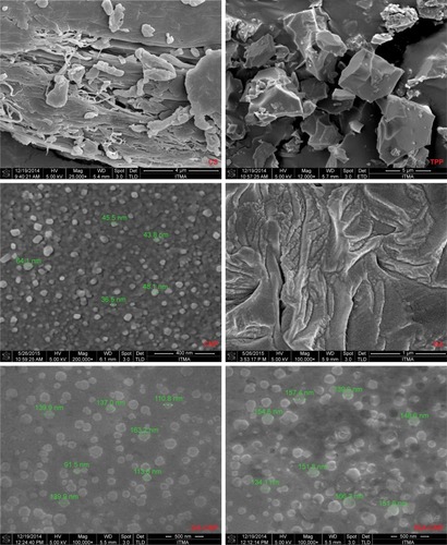 Figure 7 Morphology of CS, TPP, CNP, GA, GA-CNP, and fGA-CNP under field emission scanning electron microscopy.Notes: CNP exhibited a discrete and spherical shape with diameters less than 100 nm. Following encapsulation of GA and fGA molecules, particle sizes increased above 100 nm.Abbreviations: CNP, chitosan nanoparticle; CS, chitosan solution; fGA, fluorescently labeled glutamic acid; TPP, tripolyphosphate.
