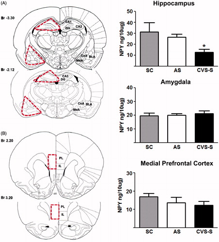 Figure 5. Neuropeptide Y (NPY) concentration in forebrain limbic brain regions measured by ELISA. Panels on the left show stereotaxic illustrations adapted from the atlas of Paxinos & Watson. (A) Tissue from the hippocampus and amygdala was collected as shown with dotted lines from slices using bregma (Br) −2.12 to −3.30 (B) Tissue for the medial prefrontal cortex was collected as shown with dotted lines from Br 3.2 to 2.20. Bar graphs show NPY ELISA data from SC, AS and CVS-S rats. ANOVA and Tukey's post-hoc: Significant reduction in NPY concentration was observed in the hippocampus from CVS-S-exposed rats (*p < 0.05 versus SC group; one-way ANOVA and Tukey's post-hoc). No significant changes in NPY in the amygdala and medial prefrontal cortex were observed between SC, AS and CVS-S cohorts (p > 0.05). Data are shown as mean ± SEM, n = 7/group. (CVS = chronic variable stress-shock, AS = acute shock, SC = shock control).