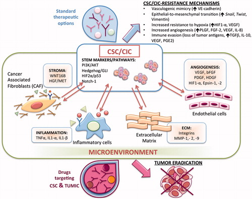 Figure 1. Cancer Stem Cells or Cancer Initiating Cells (CSC/CIC) interact with the surrounding tumor microenvironment (TUMIC) by activating stem cell- and self renewal-associated pathways, such as Notch-1, PI3 Kinase and Hedgehog. Canonical anti-proliferative therapies mainly target bulk tumor cells, sparing aggressive CSC/CIC that are responsible for disease recurrence by activating resistance mechanisms including Vasculogenic Mimicry and Epithelial to Mesenchymal Transition. In addition, these cells may be able to: (1) survive hypoxia by increasing the production HIF1-α, VEGF; (2) increase angiogenesis by producing higher amount of pro-angiogenic factors; (3) induce immuno-tolerance by producing anti-inflammatory cytokines. Novel therapeutic treatments targeting both the CSC/CIC compartment and the TUMIC with the potential to eradicate the tumor, minimizing the risk of disease recurrence, are warranted.