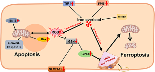 Figure 2 Excess iron-induced cell death in the diabetic brain. The expression of TfR1 and DMT1 is up-regulated in the diabetic brain (especially in hippocampal neurons), and the expression of FPN1 is down-regulated, which may lead to iron overload. As a direct consequence, iron overload can increase ROS and lipid oxide levels and reduce antioxidant activity such as GSH through the Fenton reaction. On the one hand, this leads to the damage of mitochondrial structure and function, the down-regulation of GPX4 and SLC7A11 protein expression and triggers neuronal ferroptosis; on the other hand, it may lead to the up-regulation of Bax protein and the down-regulation of Bcl-2 protein, triggering apoptosis. Some of the materials in Figure 2 are created with Biorender.com.