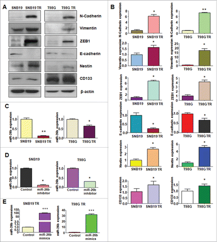 Figure 3. TR cells have EMT marker changes. (A) Western blotting analysis was used to detect the expression of E-cadherin, vimentin, ZEB1, N-cadherin, and Cancer Stem Cell marker, such as CD133 and Nestin in parental and TR glioma cells. (B) Quantitative results are illustrated for panel A. * P < 0.05; ** P < 0.01 vs their parental cells. (C) Real-time RT-PCR assay was conducted to detect the expression of miR-26b in parental and TR cells. * P < 0.05; ** P < 0.01 vs their parental cells. (D-E) Real-time RT-PCR was performed to detect the efficacy of miR-26b inhibitor and mimics transfection. * P < 0.05; *** P < 0.001 vs Control.