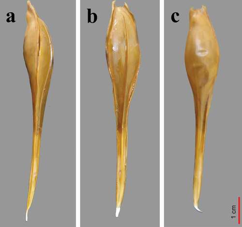 Figure 7. Egg case of Chimaera monstrosa: a) Lateral side; b) Dorsal side; c) Ventral side. The chimaera egg case comes out of the genital opening with the dorsal side facing downwards. Then, the ventral side faces upwards in direct contact with the mother’s belly (by F. Serena).