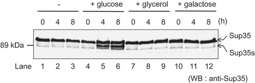 Figure 6. Sup35 is specifically cleaved by PrA-PrB proteases when cells are grown in glucose media. A GT17 [psi− pin−] cells grown in the mid log-phase were starved in YPA (1% yeast extract, 2% peptone, 100 μg/ml adenine) medium for 12 h and cultured in YPA supplemented with vehicle control (lanes 1–3), 2% glucose (lanes 4–6), 2% glycerol (lanes 7–9) and 2% galactose (lanes 10–12) for the specified times. Cells were harvested and analyzed by Western blotting using anti-Sup35 antibody. Sup35s indicates cleaved product of Sup35.