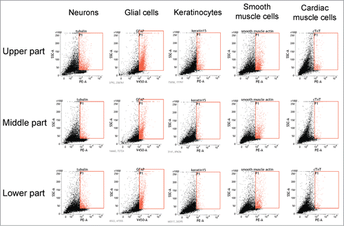 Figure 3. Fluorescence-activated cell sorting (FACS) analysis showed that all 3 parts of the hair follicle differentiated to troponin-positive cardiac muscle cells, βIII-tubulin-positive neurons, K15-positive keratinocytes, smooth muscle actin-positive cells, and GFAP-positive glial cells.