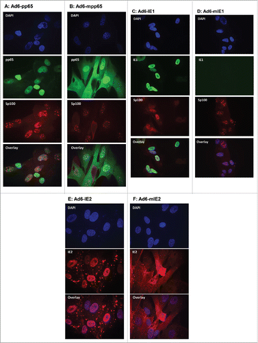 Figure 3. Subcellular localization of wild-type versus modified HCMV antigens by indirect immunofluorescent staining. MRC-5 cells infected with Ad6-pp65 (A), Ad6-mpp65 (B), Ad6-IE1 (C), Ad6-mIE1 (D), Ad6-IE2 (E) and Ad6-IE2 (F) were stained with antigen-specific antibodies and antibody specific to Sp100. Cells were also nucleus stained with DAPI. Pictures were acquired for individual staining and overlaying using confocal microscopy as described in Materials and methods.