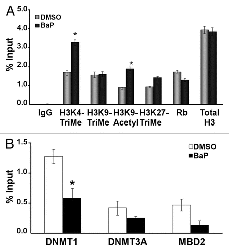 Figure 1 BaP increases H3K4 trimethylation and H3K9 acetylation events and modulates recruitment of DNMT1 to the L1 promoter. HeLa cells treated with DMSO vehicle or 3 µM BaP for 12 hours were formaldehyde-cross-linked and chromatin processed for ChIP assays. Four µg of antisera were used for each immunoprecipitation with antibodies targeting different histone modifications or transcription factors as shown and purified DNA subjected to real time PCR. (A) Real time PCR was performed using primers targeting the L1 promoter (5′UTR). (B) Real time PCR for DNA samples from ChIP assays with antibodies shown was performed using primers targeting the L1 promoter (5′UTR). Isotype-matched IgG control for all reactions (A and B) is shown in (A). The results shown are representative of experiments performed in triplicate for each sample and repeated 3×. Calculations for L1 promoter sequence enrichment within ChIP samples was performed according to the SABiosciences ChIP-qPCR Data Analysis manual (www.sabiosciences.com/chipqpcrresource.php) and plotted as a function of percent enrichment relative to input (% input) chromatin. Statistical analyses done using ANOVA (* indicates statistically significant differences, p < 0.05).
