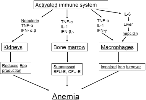 Figure 2 Pathophysiology of cancer anemia.
