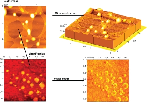 Figure 1 TM-AFM analysis (images acquired within 10–15 minutes from deposition on mica support).Abbreviations: TM-AFM, tapping mode atomic force microscopy.
