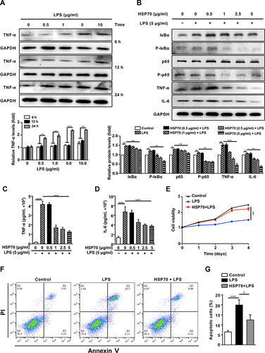 Figure 3 Inhibition of exogenous HSP70 on NF‐κB signaling pathway and apoptosis of LPS-induced sepsis in vitro.