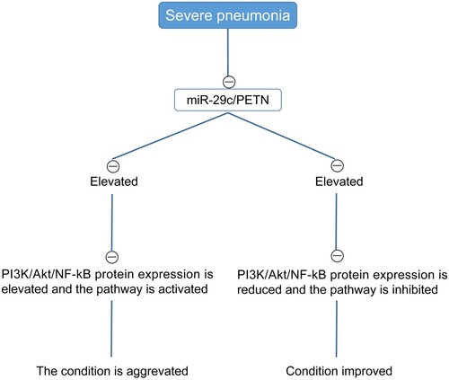 Figure 9. The flow diagram of miR-29c/PTEN affects pneumonia through PI3 K/Akt/NF-kB.
