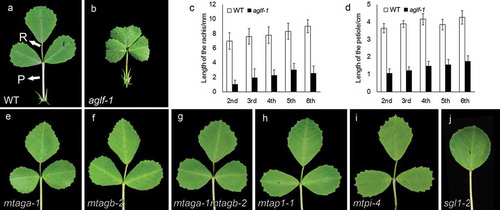 Figure 1. Leaf phenotype of the mutants of AGLF and ABC genes. (a) Adult leaf of the wild type. (b) Adult leaf of the aglf mutant. (c) and (d) Length of the rachis (c) and petiole (d) of the wild type and the aglf mutant. (e-j) Adult leaves of the mtaga mutant (e), mtagb mutant (f), mtaga mtagb double mutant (g), mtap1 mutant (h), mtpi mutant (i), sgl1 mutant (j). R, rachis; P, petiole.