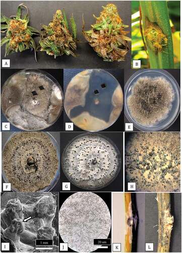 Fig. 8 (Colour online) Symptoms of bud rot on cannabis inflorescences caused by Diaporthe (Phomopsis). a, Necrosis of tissues and bud decay. b, Stem lesion on hemp plant at a wound site. c, d, Recovery of Diaporthe (dark mycelium) and Botrytis (brown mycelium) from the same bud rot samples. e–g, Pure cultures of Diaporthe with large numbers of pycnidia seen in (g). h, Spore masses produced from pycnidia in culture. i, Scanning electron micrograph of pycnidia showing extrusion of spore mass (arrow). j, Masses of beta-conidia of Phomopsis from pycnidia seen in (h). k, l, Mycelial growth and pycnidia formation on cannabis stem 3 weeks after inoculation with a mycelial plug of D. eres.