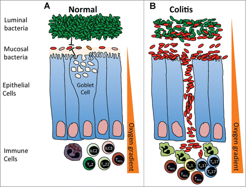 Figure 5. (A) In a steady-state, the mucosal microbial communities are kept in check by the luminal bacteria, intestinal immune response and barrier function. An oxygen gradient exists within the intestinal environment, with the mucosal interface being largely aerobic and the intestinal lumen largely anaerobic. (B) During colitis, the intestinal barrier breaks down, increasing the oxygen content within the intestinal lumen and leading to the expansion of aerotolerant mucosal microbial communities, which spill over into the intestinal lumen and translocate across the intestinal epithelial barrier surface to trigger a strong anti-bacterial response.