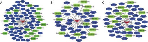 Figure 4. ceRNA networks in laryngeal squamous cell carcinoma. The ceRNA network was constructed based on the shared MREs of lncRNAs and mRNAs predicted by the Mireap, miRanda and TargetScan software programs, followed by determination using a hypergeometric cumulative distribution function test. This figure shows three networks containing miR-1299 ceRNA networks (A), miR-592 ceRNA networks (B) and miR-5187-5p ceRNA networks (C), which are hub miRNAs in the global ceRNA networks.