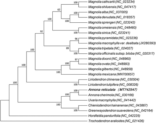 Figure 1. Phylogenetic tree based on the chloroplast genome sequences of 24 plant species, of which 17 species belong to Magnoliaceae family, five to Annonaceae family, one to Myristicaceae family and Trochodendron aralioides belongs to Trochodendraceae family which isused as the out group. The species and GenBank accession numbers of the 24 chloroplast genomes for the ML tree construction has also been mentioned in Figure 1. Magnolia cathcartii (NC_023234), Magnolia shiluensis (NC_047417), Magnolia alba (NC_037005), Magnolia denudata (NC_018357), Magnolia sprengeri (NC_023242), Magnolia omeiensis (NC_048460), Magnolia sinica (NC_023241), Magnolia pyramidata (NC_023236), Magnolia macrophylla var. dealbata (JX280393), Magnolia tripetala (NC_024027), Magnolia officinalis subsp. biloba (NC_020317), Magnolia dixonii (NC_048960), Magnolia ovata (NC_048993), Magnolia gilbertoi (NC_048958), Magnolia mexicana (MN700657), Liriodendron chinense (NC_030504), Liriodendron tulipifera (NC_008326), Annona reticulata (MT742547), Annona cherimola (NC_030166), Uvaria macrophylla (NC_041442), Chieniodendron hainanense (NC_043867), Greenwayodendron suaveolens (NC_042164), Horsfieldia pandurifolia (NC_042225), Trochodendron aralioides (NC_021426).