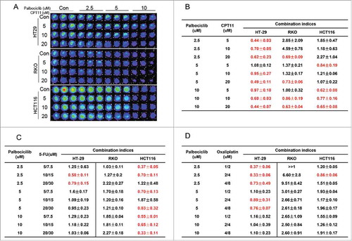 Figure 4. Synergy assessment of palbociclib in combination with a variety of chemotherapeutic agents in CRC cell lines under hypoxia. HT-29, RKO and HCT-116 CRC cell lines were treated with the indicated concentrations of palbociclib in combination with CPT11 (A and B), 5-FU (C) or Oxaliplatin (D) for 48 hours in various non-constant ratios/doses. (A) Representative fluorescent images of palbociclib in combination with CPT11 in a panel of 3 CRC cell lines are shown. Combination index (CI) <1, = 1 and >1 respectively indicate synergism, additivity or antagonism. CI < 0.5 indicates very strong synergy. Red colored numbers highlight synergy at the indicated concentrations.