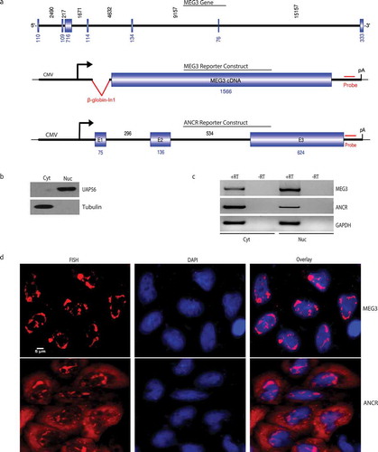 Figure 1. Subcellular localization of MEG3 reporter transcripts.A. Schematic of MEG3 genomic structure, MEG3 reporter and ANCR reporter. Introns were showed as a solid line and exons were showed as boxes. For MEG3 gene and ANCR reporter construct, the numbers ontop and beneath indicated the length of each introns and exons, respectively, for MEG3 reporter construct, the number beneath indicated the length of MEG3 cDNA used in this study. B. Western blot to show the efficiency of nucleus/cytoplasm separation. Cyt: cytoplasm; Nuc: nucleus. C. RT-PCR to show that MEG3 reporter transcripts enriched in the nucleus and ANCR reporter transcripts enriched in the cytoplasm. RT: reverse transcriptase. D. RNA-FISH showing nuclear localization of MEG3 and subcellular localization of ANCR after transient transfection.