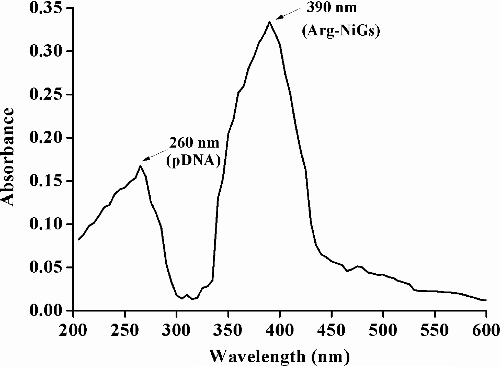 Figure 4. UV–vis spectrum of pDNA–Arg–NiGs conjugate.