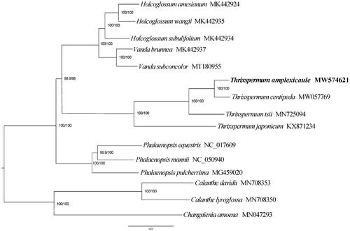 Figure 1. Maximum-likelihood phylogenetic tree based on 15 complete chloroplast genome sequences. Bootstrap support is indicated for each branch.