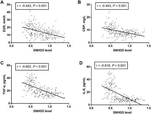 Figure 3. Relationship of lncRNA SNHG5 with inflammatory response in COPD patients. There is a certain correlation of serum SNHG5 levels with ESR (A), CRP (B), TNF-α (C), and IL-6 (D) in all COPD patients.