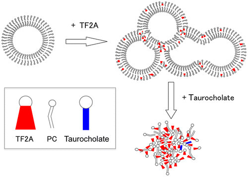 Scheme 1. Hypothesized interaction of TF2A with PC vesicles and the effects of subsequent addition of taurocholate.