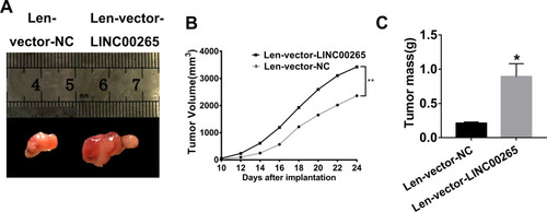 Figure 3 LINC00265 promotes the growth of MOLT3 xenograft tumor. (A) Photographs of MOLT3 xenograft tumors retrieved from experimental animals treated with lenti-LINC00265 or lenti-negative control. (B) Measurements of the growth rates of the MOLT3 tumors in lenti-LINC00265- or lenti-negative control-treated groups. (C) Measurements of the MOLT3 tumors mass in lenti-LINC00265 or lenti-Negative control treated groups. *P<0.05, **P<0.01.