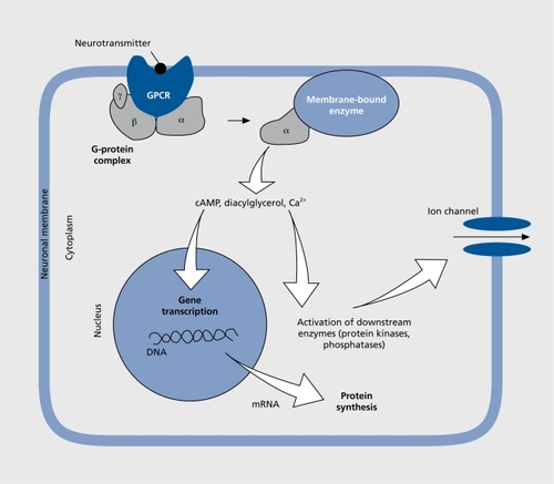 Figure 2. Neurotransmission via a G protein-coupled receptor (GPCR): binding of the neurotransmitter to the receptor initiates a cascade of intracellular events that drive the activity of the neuron or cell. The G-protein complex, consisting of subunits α, β, and γ, serves as the machinery that transduces the extracellular signal to various effectors at the intracellular side of the plasma membrane, to the enzymes adenylyl cyclase or phospholipase. These enzymes catalyze the synthesis of second messengers, such as cyclic adenosine monophosphate (cAMP) and diacylglycerol, which regulate gene transcription in the nucleus. Transcripts (mRNA) are later translated into protein. Calcium ions released from intracellular stores and other second messengers activate protein kinases and phosphatases. This leads to phosphorylation and/or dephosphorylation of many intracellular proteins as well as ion channels that are located in the plasma membrane of the cell. Phosphorylation/dephosphorylation induces opening and closing of these channels and this modulates the electrical activity of the neuron. These dynamic cellular processes are accelerated during stress when neurotransmitter concentrations are elevated.